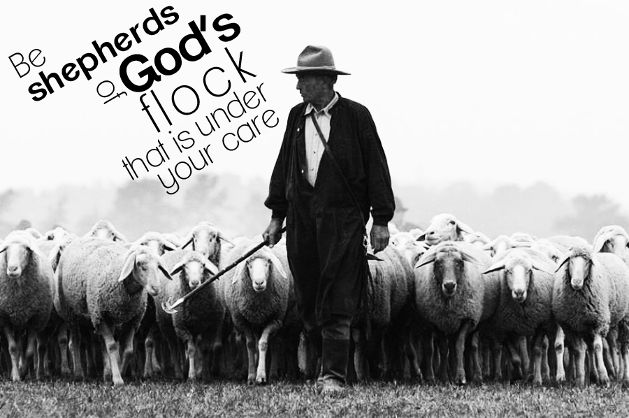 shepherd-sheep-