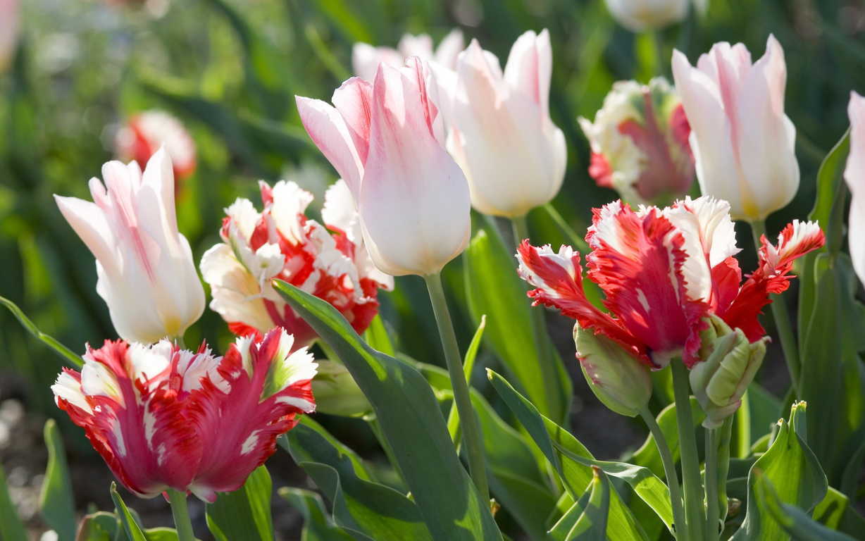 HOA TU-LÍP là loài hoa được yêu thích nhất trong mùa xuân bởi vẻ đẹp sang trọng và thanh lịch. Dưới đây là những bức ảnh hoa tu-líp rực rỡ và tươi tắn nhất, chúng tôi hy vọng bạn sẽ cảm thấy hài lòng khi chiêm ngưỡng chúng.